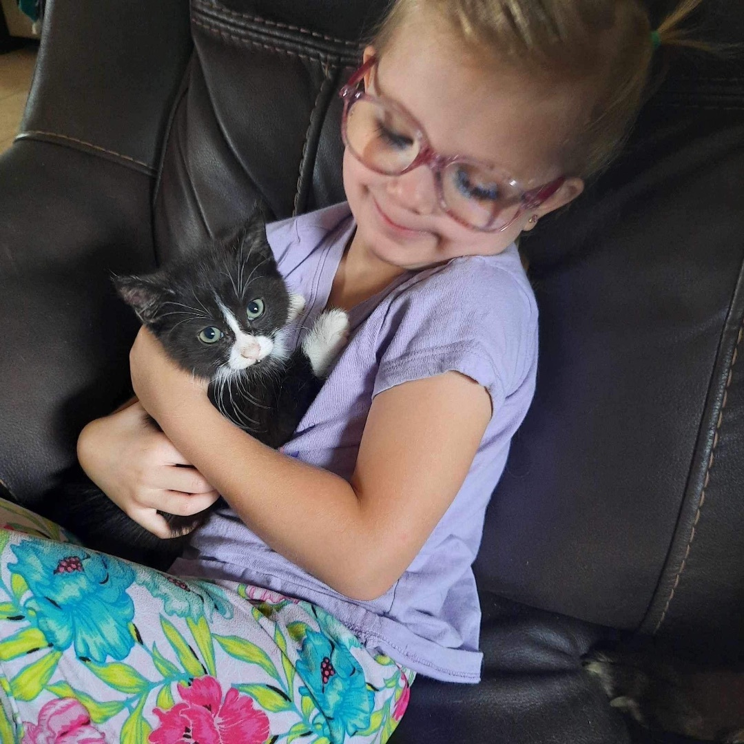 Enlarge Espresso, a Adoptable Domestic Medium Hair in Montreal, QC image 14/14