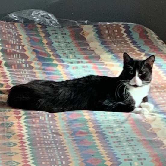 Enlarge Espresso, a Adoptable Domestic Medium Hair in Saint-Jacques, QC image 1/4