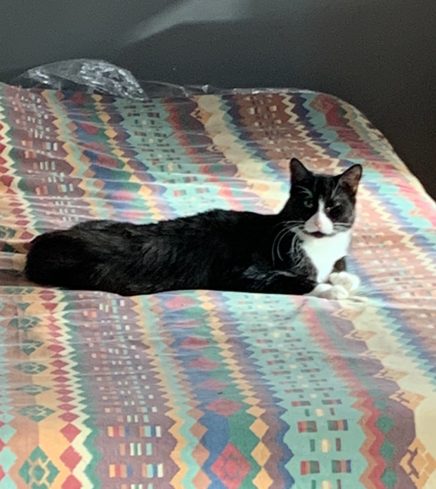 Espresso, a Adoptable Domestic Medium Hair in Montreal, QC image 1/14