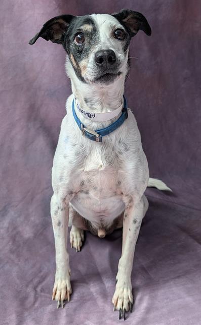 BOBBY, Adoptable, Senior Male Fox Terrier & Mixed Breed.