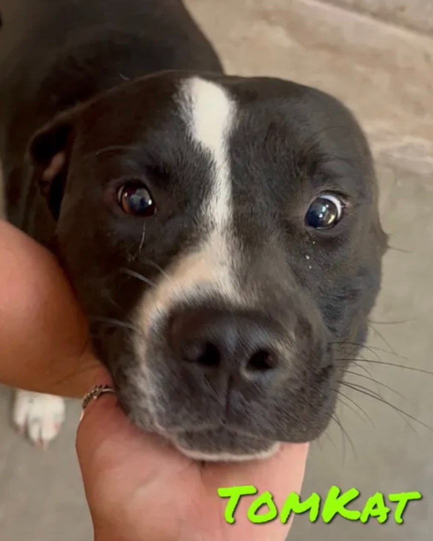 Tomkat, an adoptable Pit Bull Terrier in Canyon, TX, 79015 | Photo Image 1