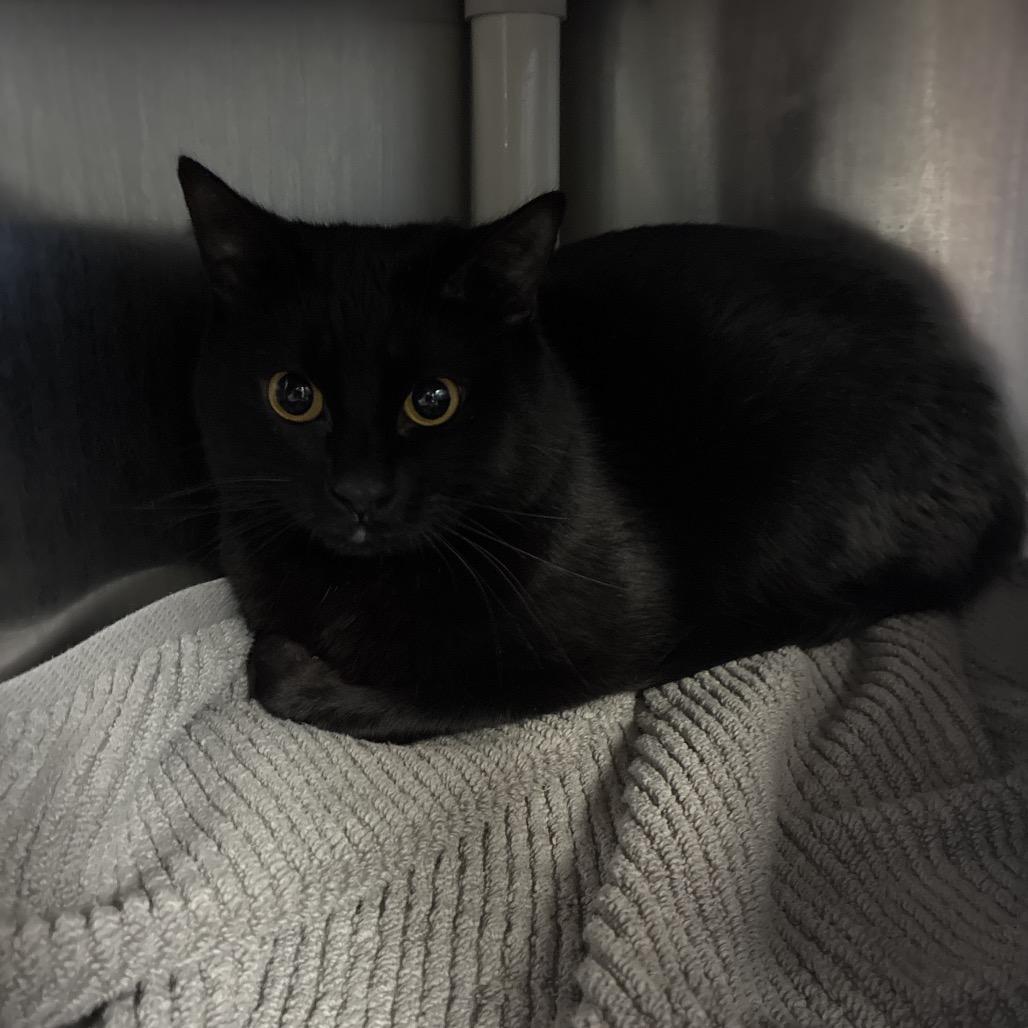 Alex, Adoptable, Young Male Domestic Short Hair.