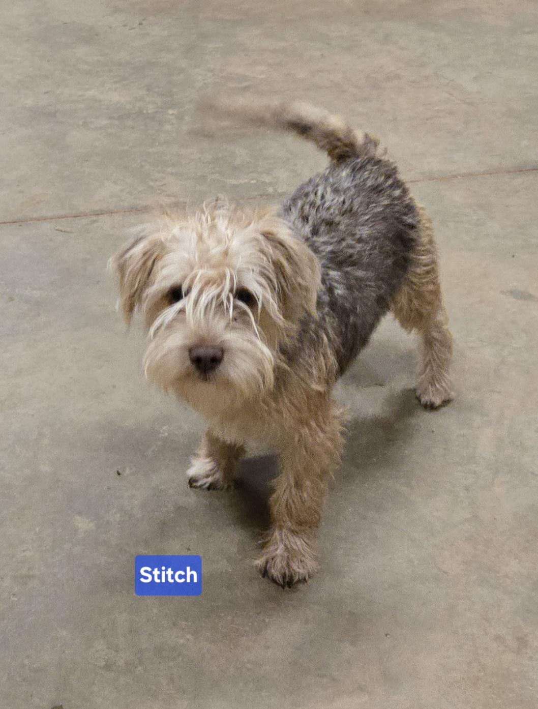 Stitch, a Adoptable mixed breed in Abbeville, SC image 1/2