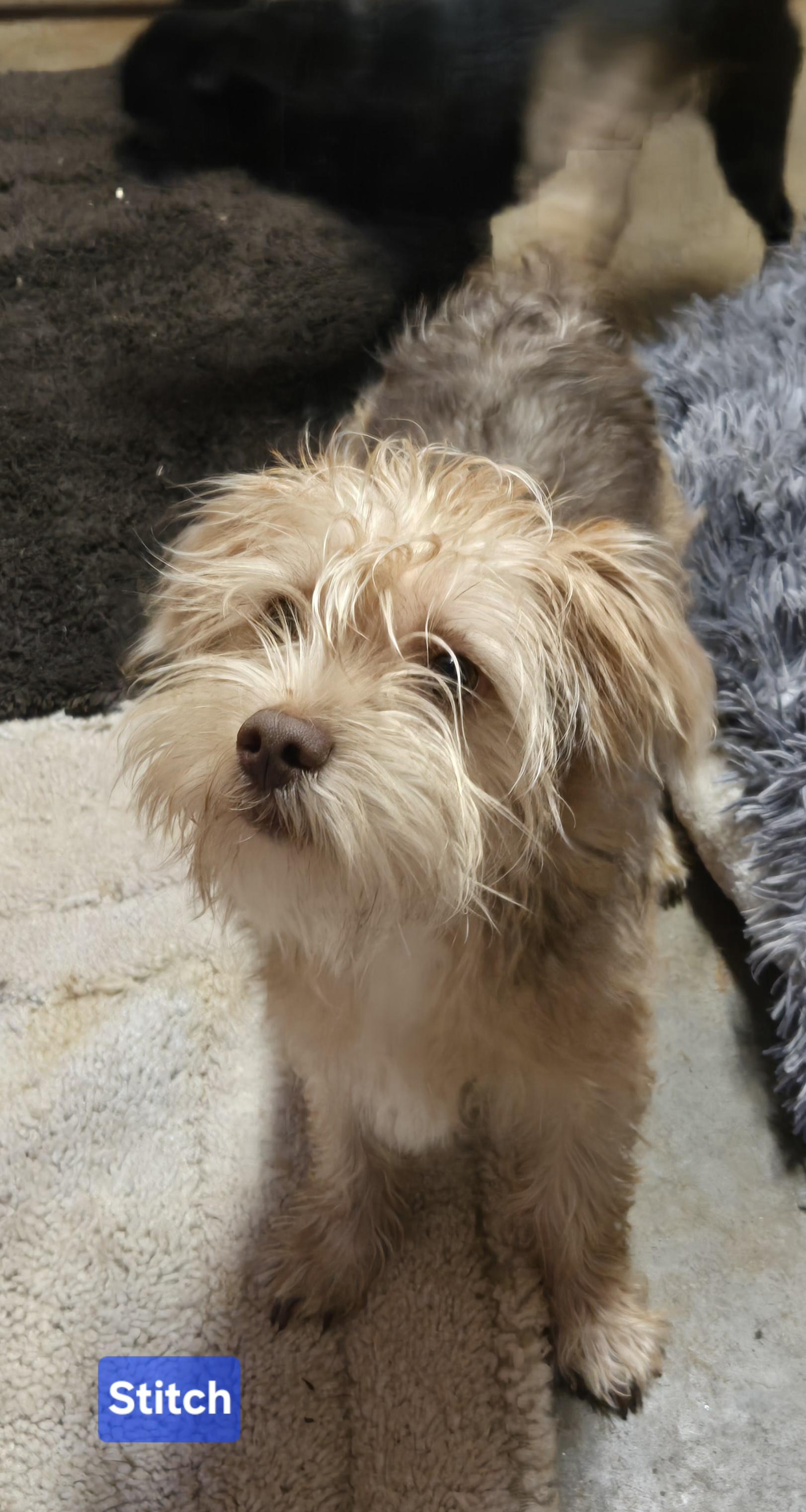 Stitch, a Adoptable mixed breed in Abbeville, SC image 2/2