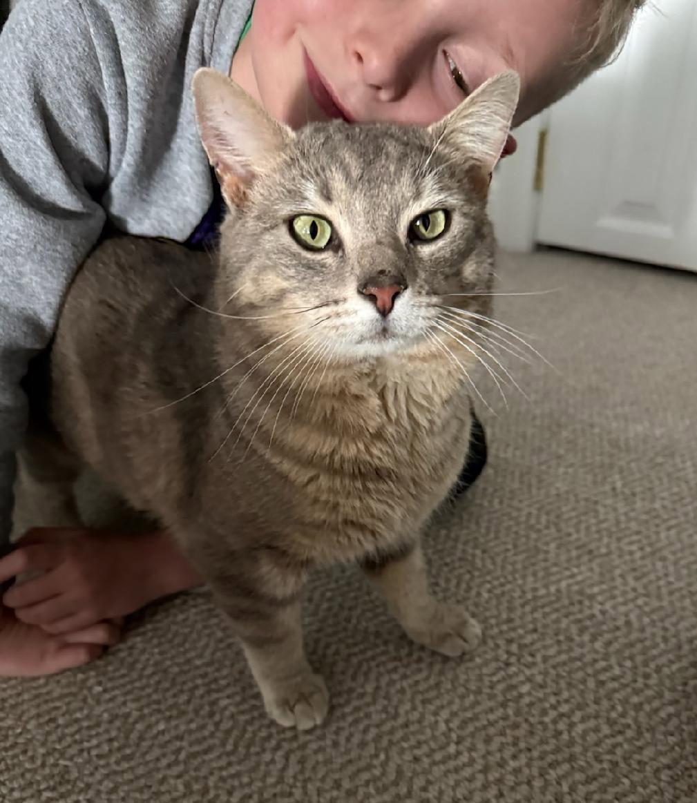 Enlarge Sage, a Adoptable Domestic Short Hair in Nashville, TN image 1/3