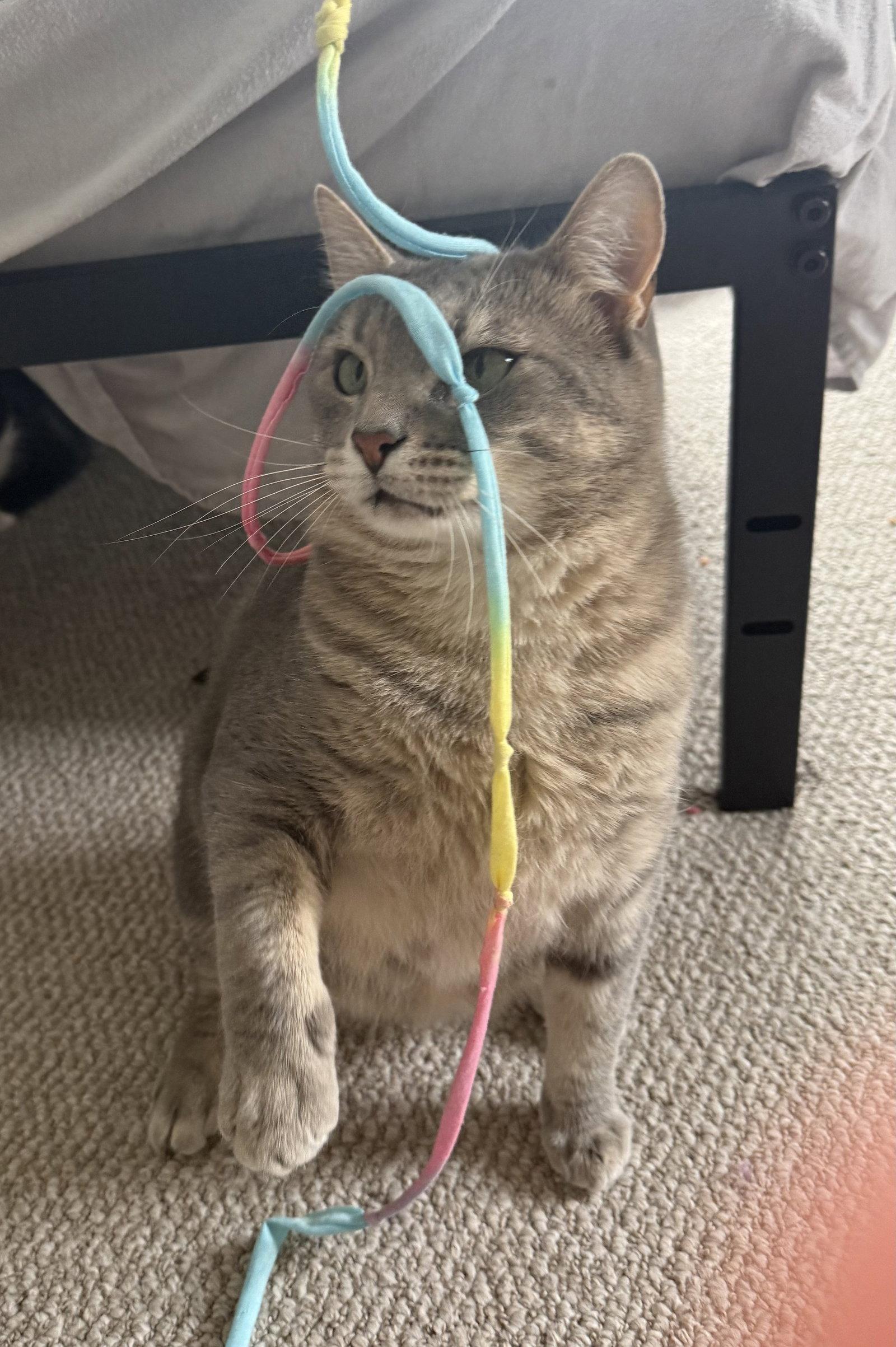 Enlarge Sage, a Adoptable Domestic Short Hair in Nashville, TN image 3/3