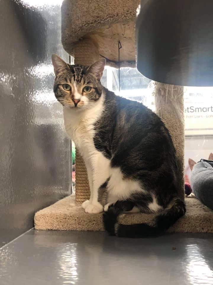 Enlarge Puzzle, a Adoptable Domestic Short Hair in Los Alamitos, CA image 2/6