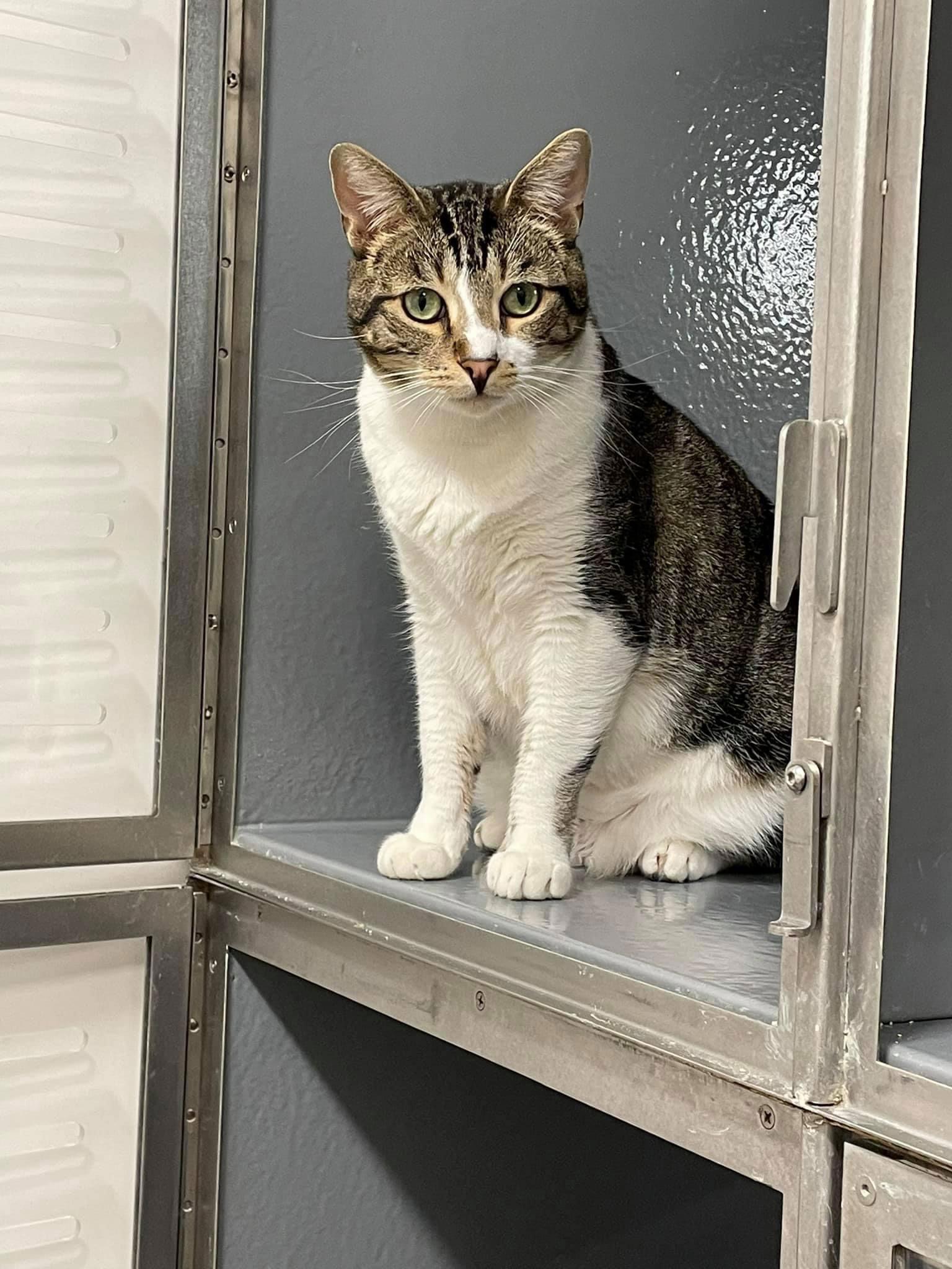 Enlarge Puzzle, a Adoptable Domestic Short Hair in Los Alamitos, CA image 3/6