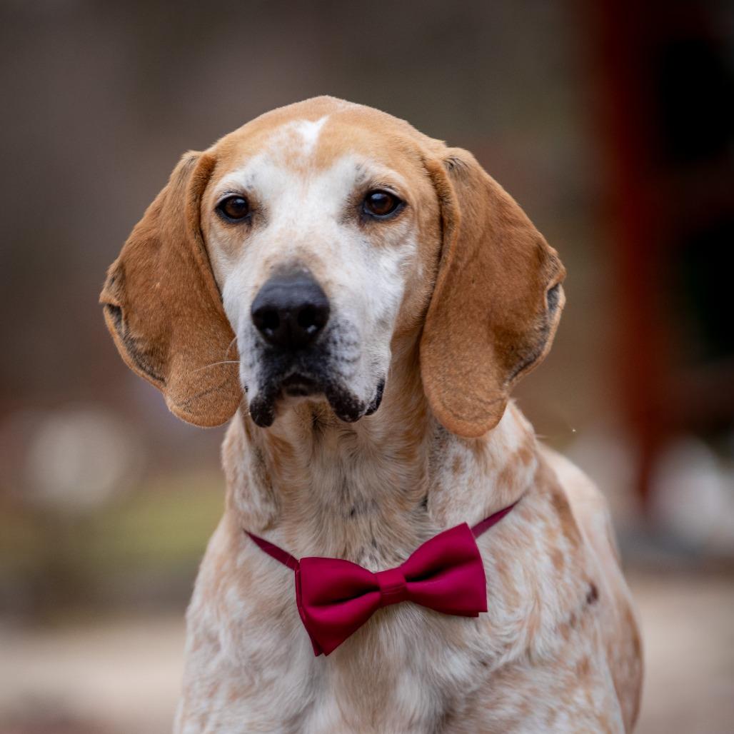 Marshall (FKA Reed), Adoptable, Senior Male Hound & Mixed Breed.