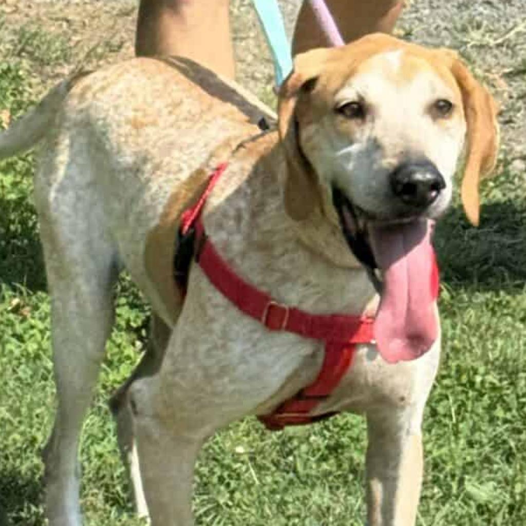 Enlarge Marshall (FKA Reed), a Adoptable mixed breed in Aldie, VA image 3/4