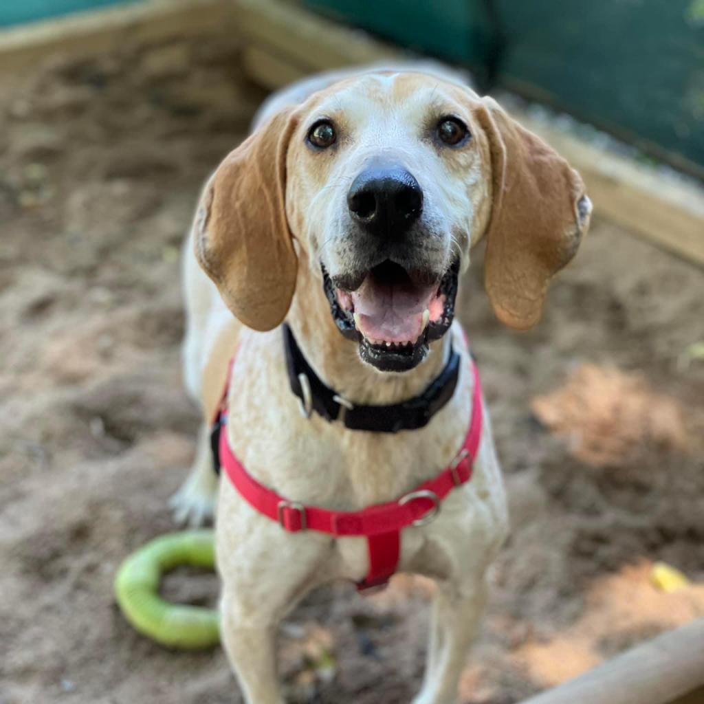 Enlarge Marshall (FKA Reed), a Adoptable mixed breed in Aldie, VA image 4/4