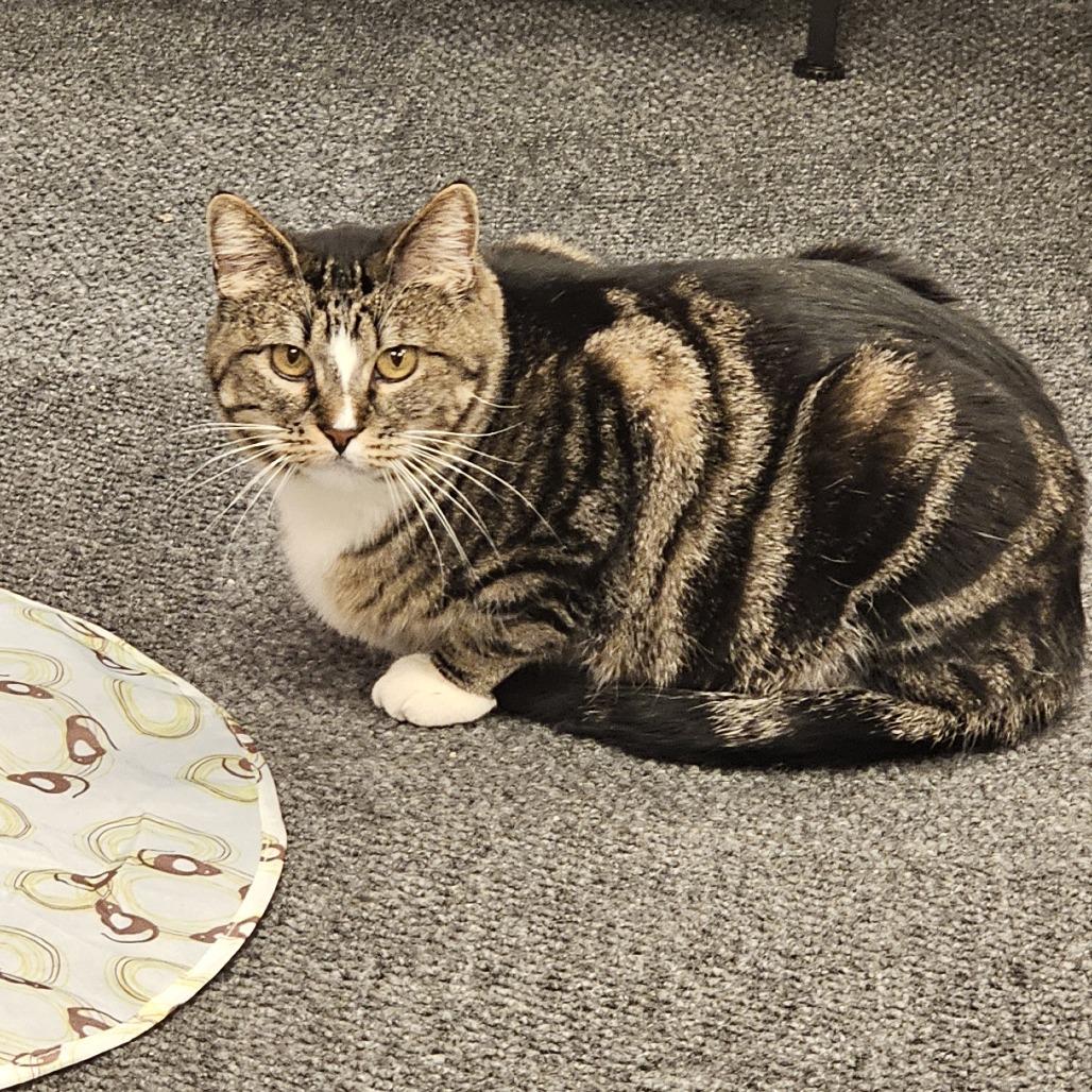 Enlarge Madeleine, a Adoptable Domestic Short Hair in FAIRWAY, KS image 2/4