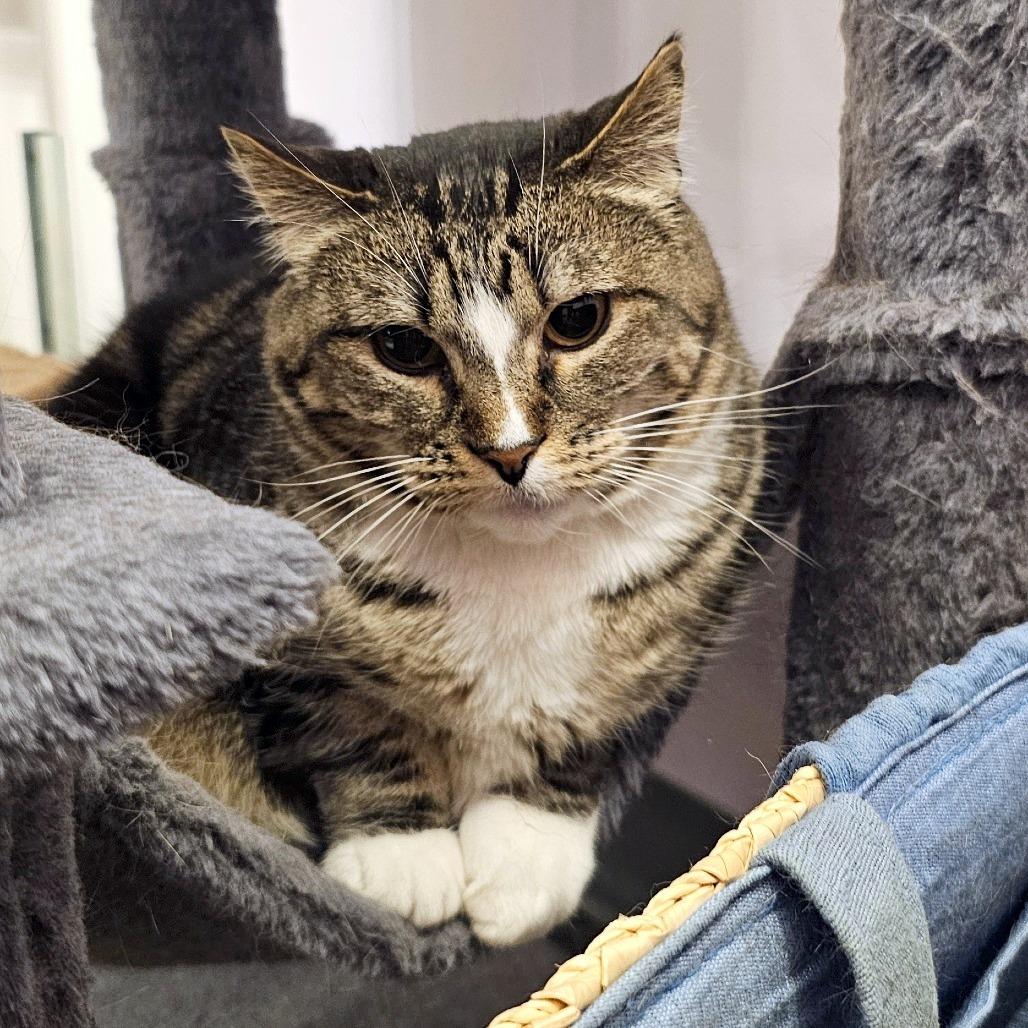 Enlarge Madeleine, a Adoptable Domestic Short Hair in FAIRWAY, KS image 3/4