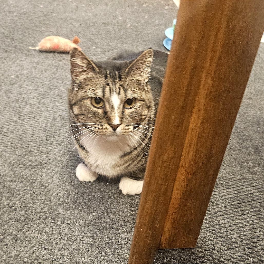 Enlarge Madeleine, a Adoptable Domestic Short Hair in FAIRWAY, KS image 4/4