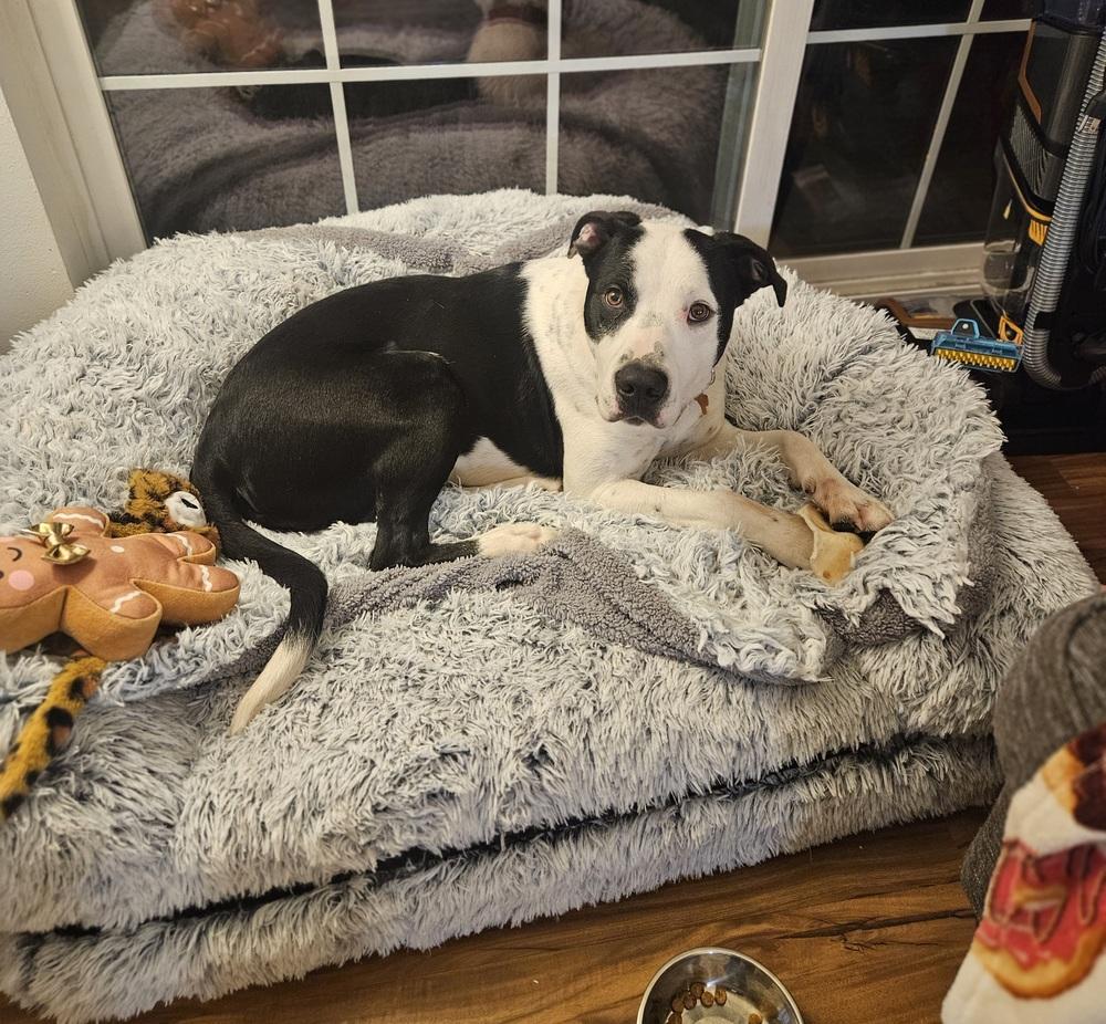 Finn Balor, Adoptable, Young Male Terrier.