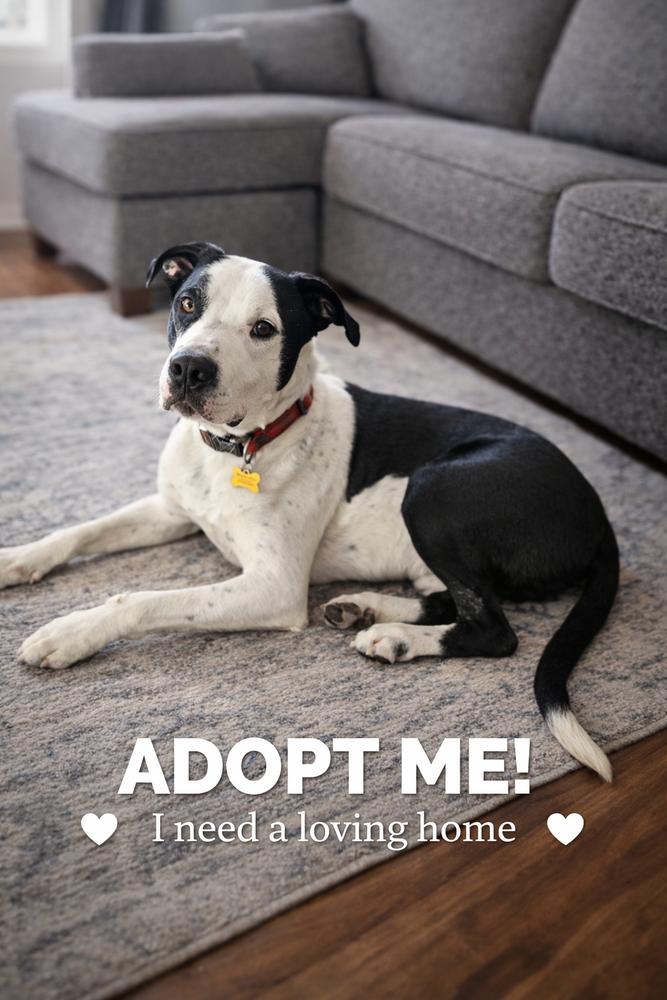 Finn Balor, a Adoptable mixed breed in Waunakee, WI image 2/6