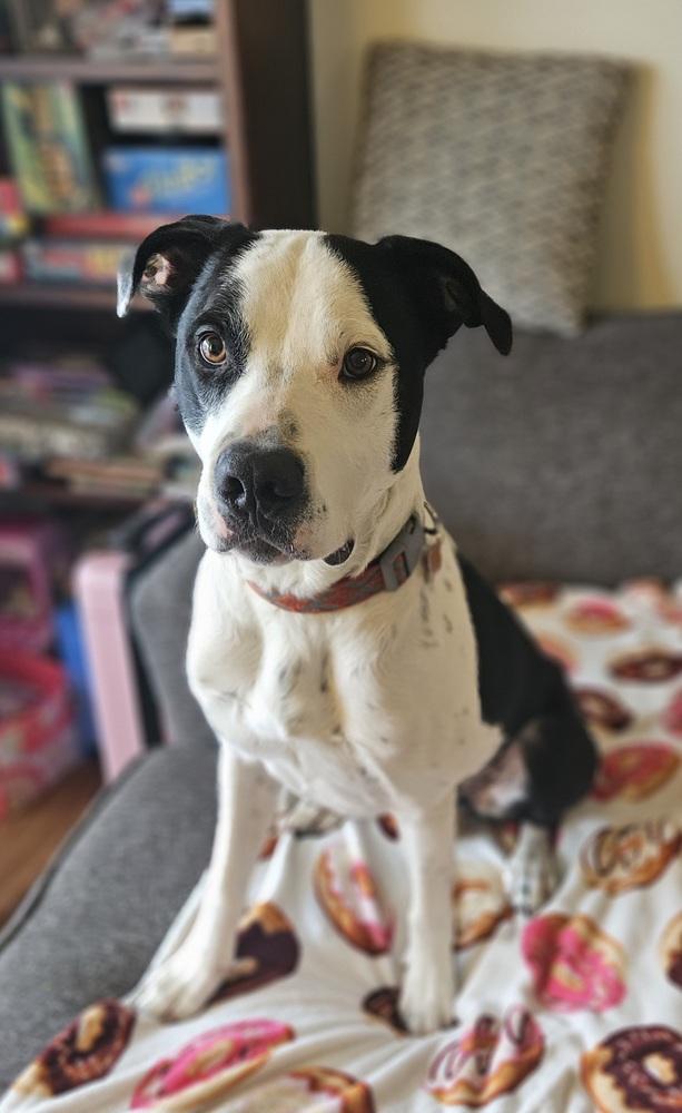 Finn Balor, a Adoptable mixed breed in Waunakee, WI image 3/6