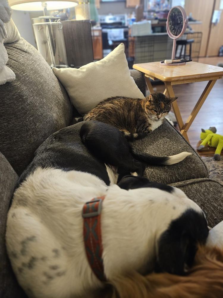 Finn Balor, a Adoptable mixed breed in Waunakee, WI image 6/6