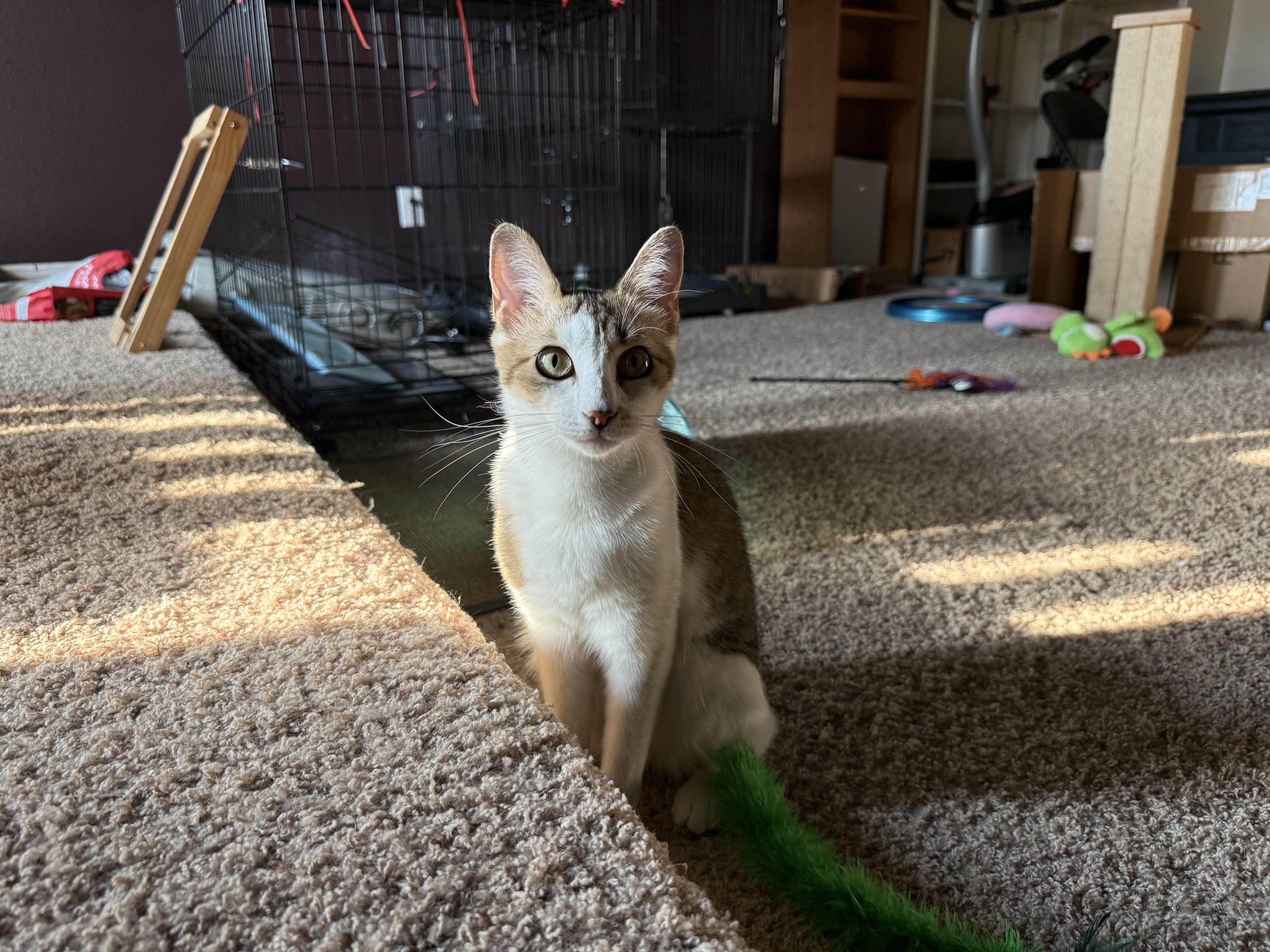 Baby Spice, a Adoptable mixed breed in Parker, TX image 5/5