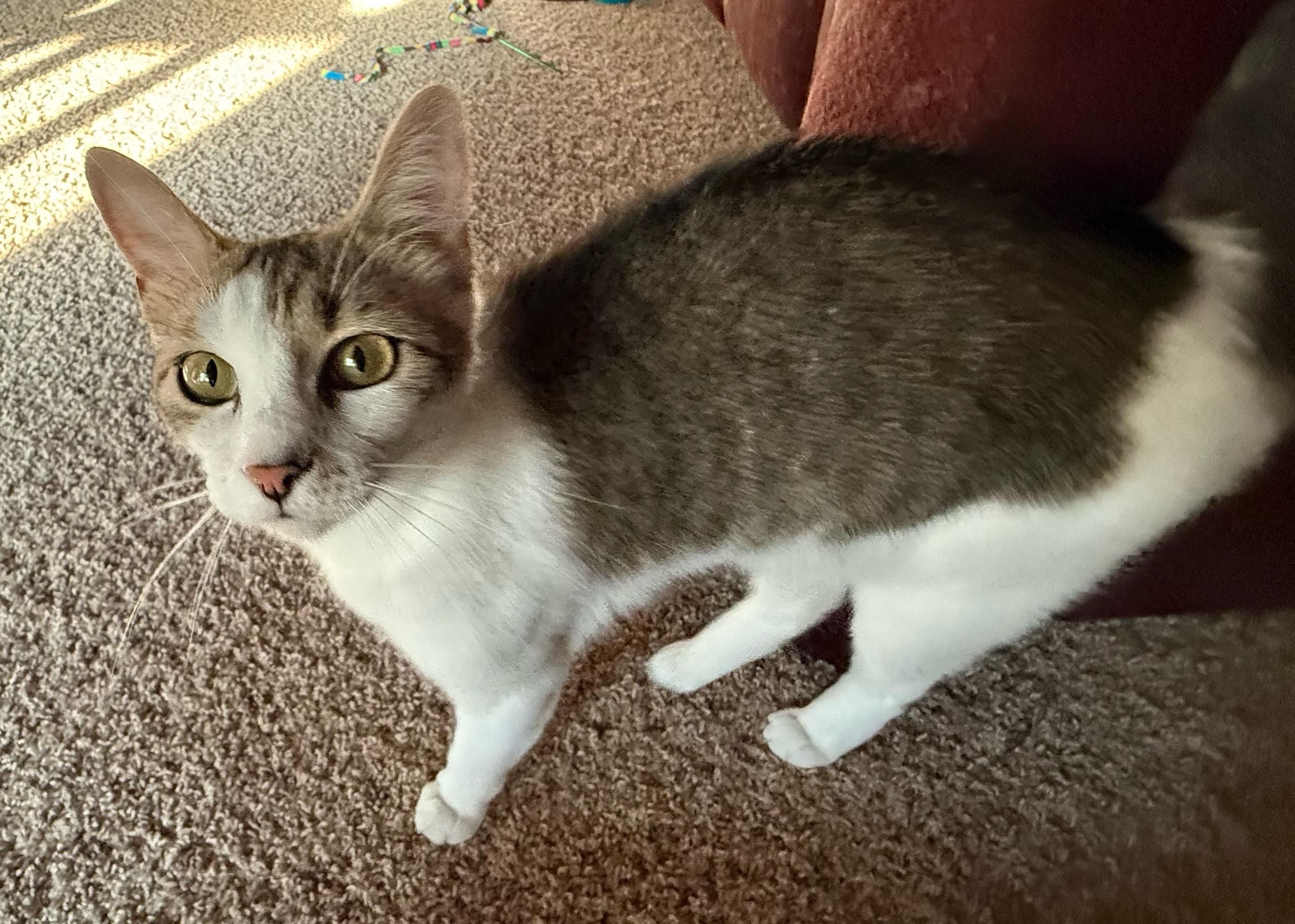 Baby Spice, Adoptable, Young Female Tabby & Domestic Short Hair.