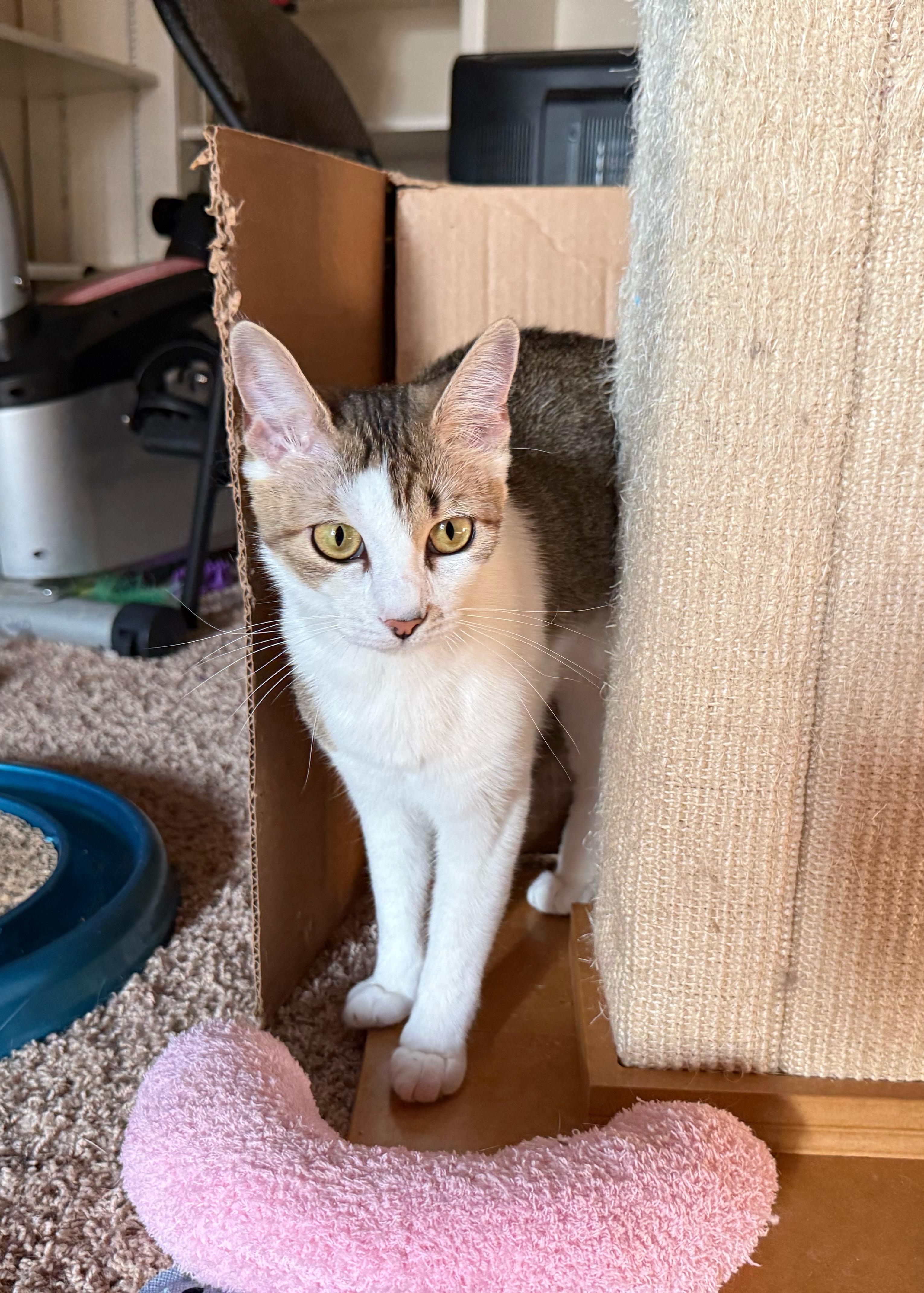 Baby Spice, a Adoptable mixed breed in Parker, TX image 4/5