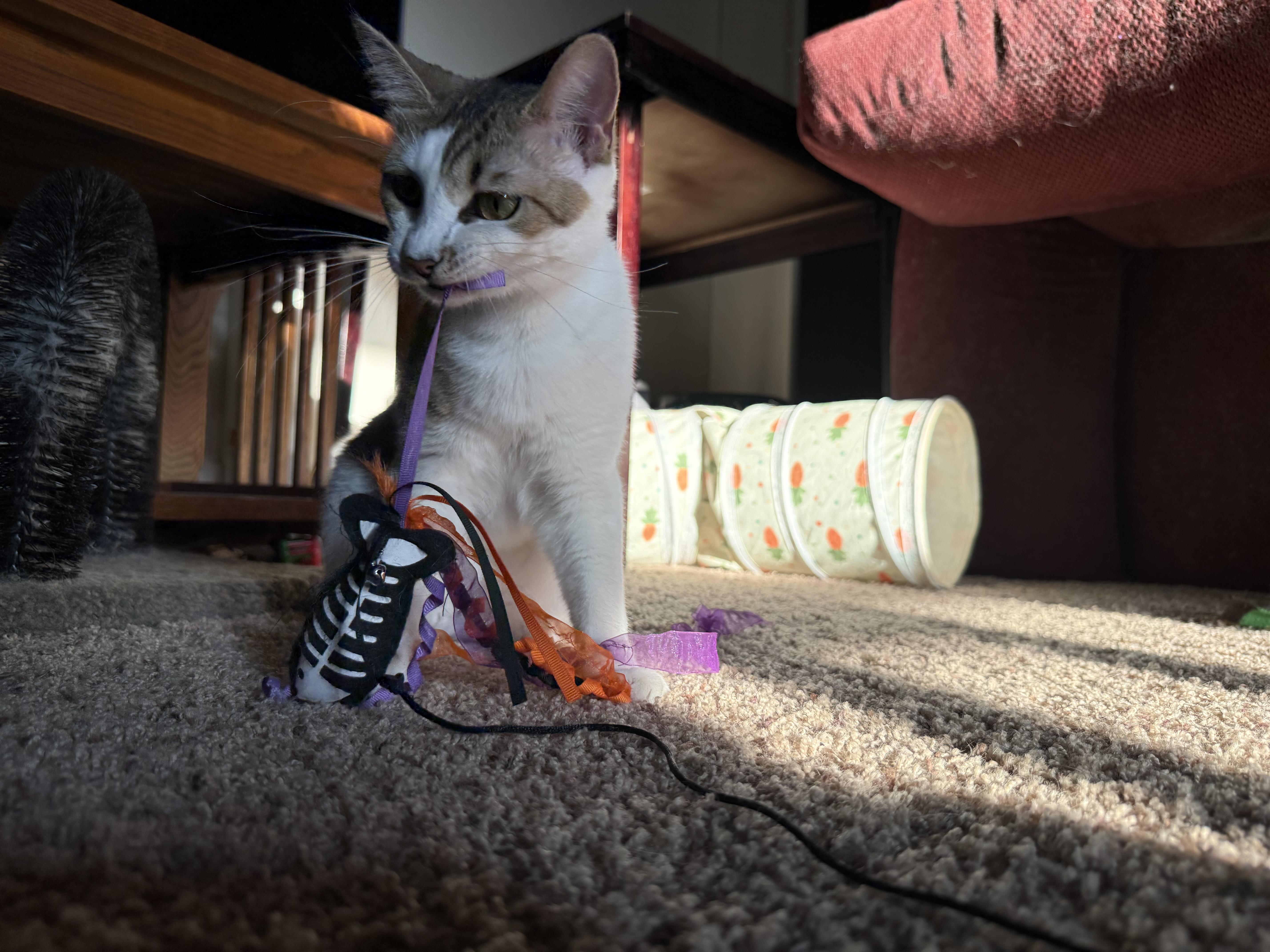 Baby Spice, a Adoptable mixed breed in Parker, TX image 3/5