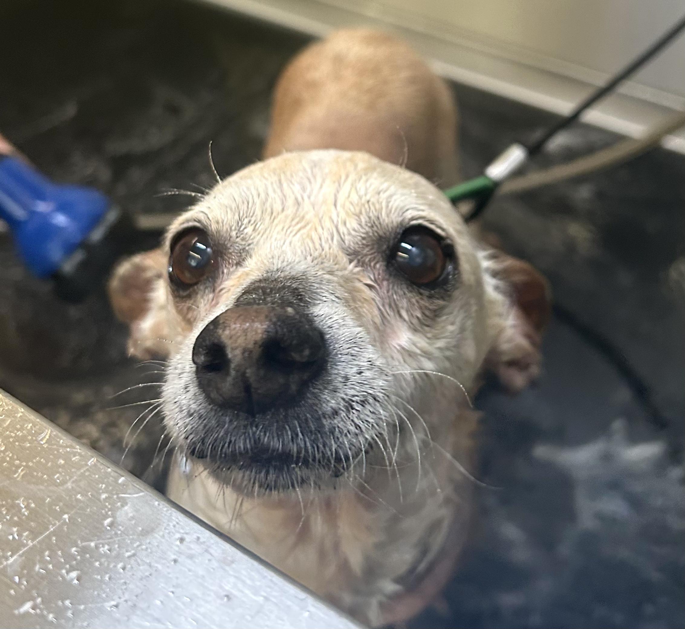 Enlarge Kahlisi, a Adoptable mixed breed in Brooklyn, NY image 2/5