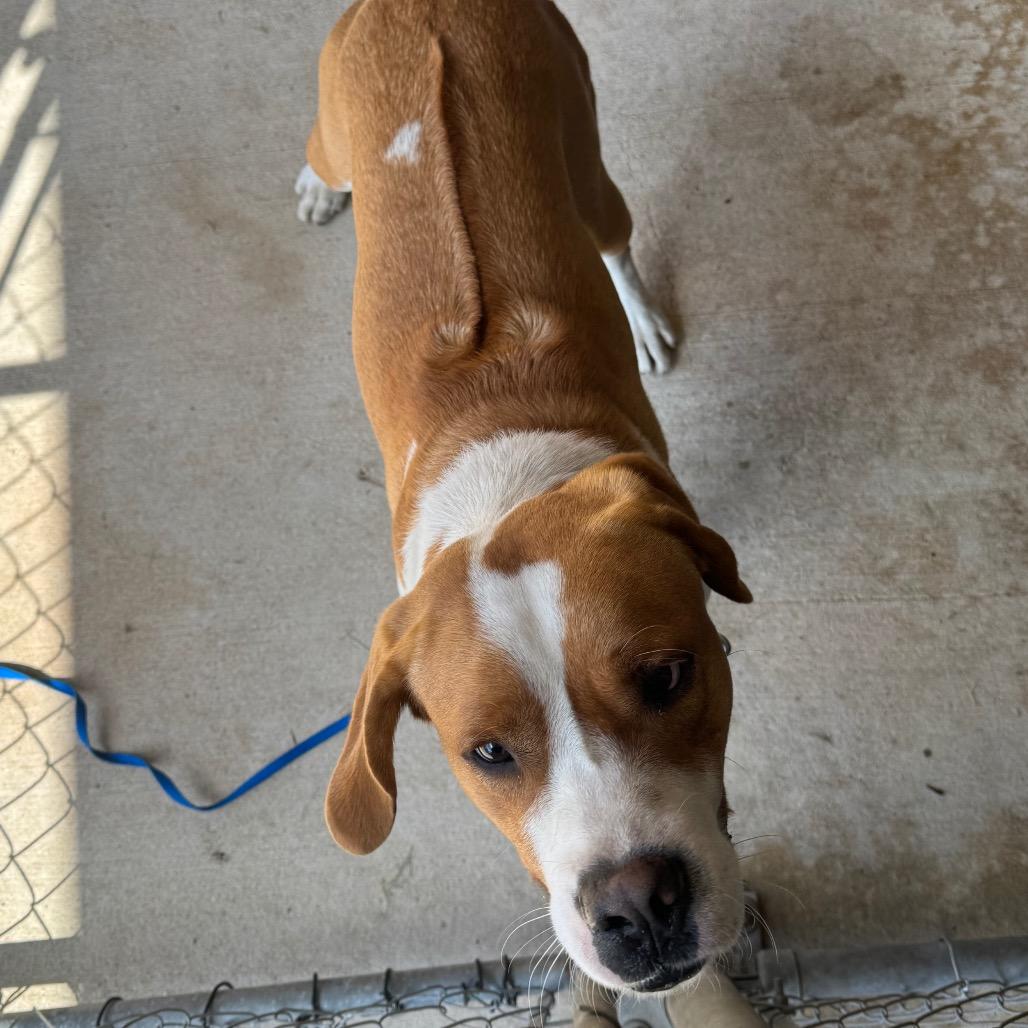 Dexter, Adoptable, Adult Male Hound.