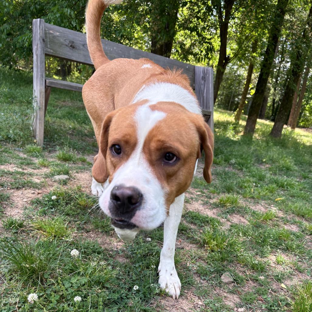 Enlarge Dexter, a Adoptable Hound in Birmingham, AL image 2/4