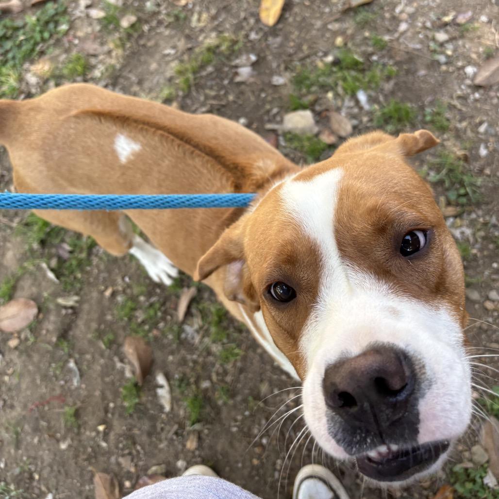 Enlarge Dexter, a Adoptable Hound in Birmingham, AL image 3/4