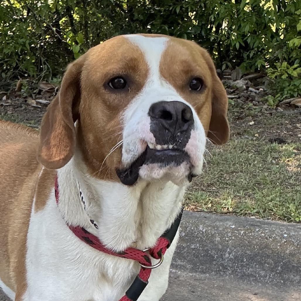 Enlarge Dexter, a Adoptable Hound in Birmingham, AL image 4/4
