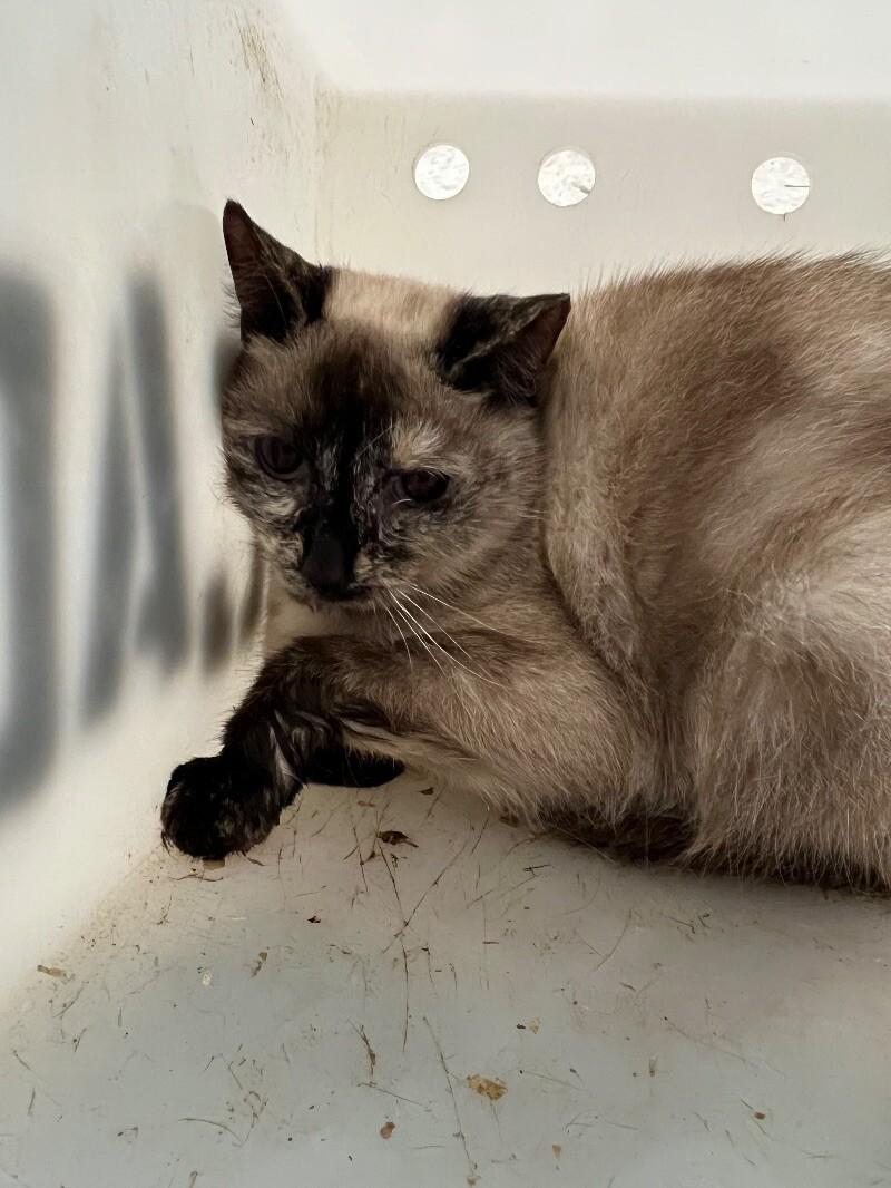 Enlarge Sorrel, a Adoptable Domestic Short Hair in Roanoke, VA image 1/2