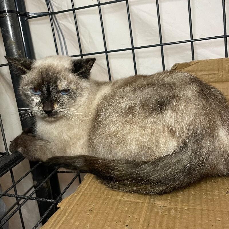 Enlarge Sorrel, a Adoptable Domestic Short Hair in Roanoke, VA image 2/2