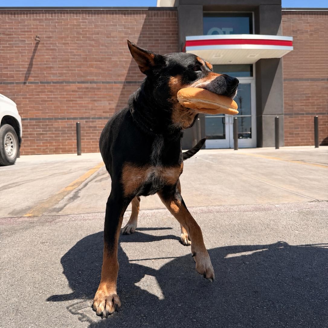 Enlarge Q.T., a ADOPTABLE mixed breed in Converse, TX image 5/5