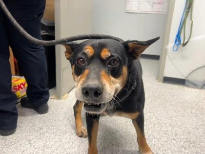 Enlarge Q.T., a ADOPTABLE mixed breed in Converse, TX image 1/1