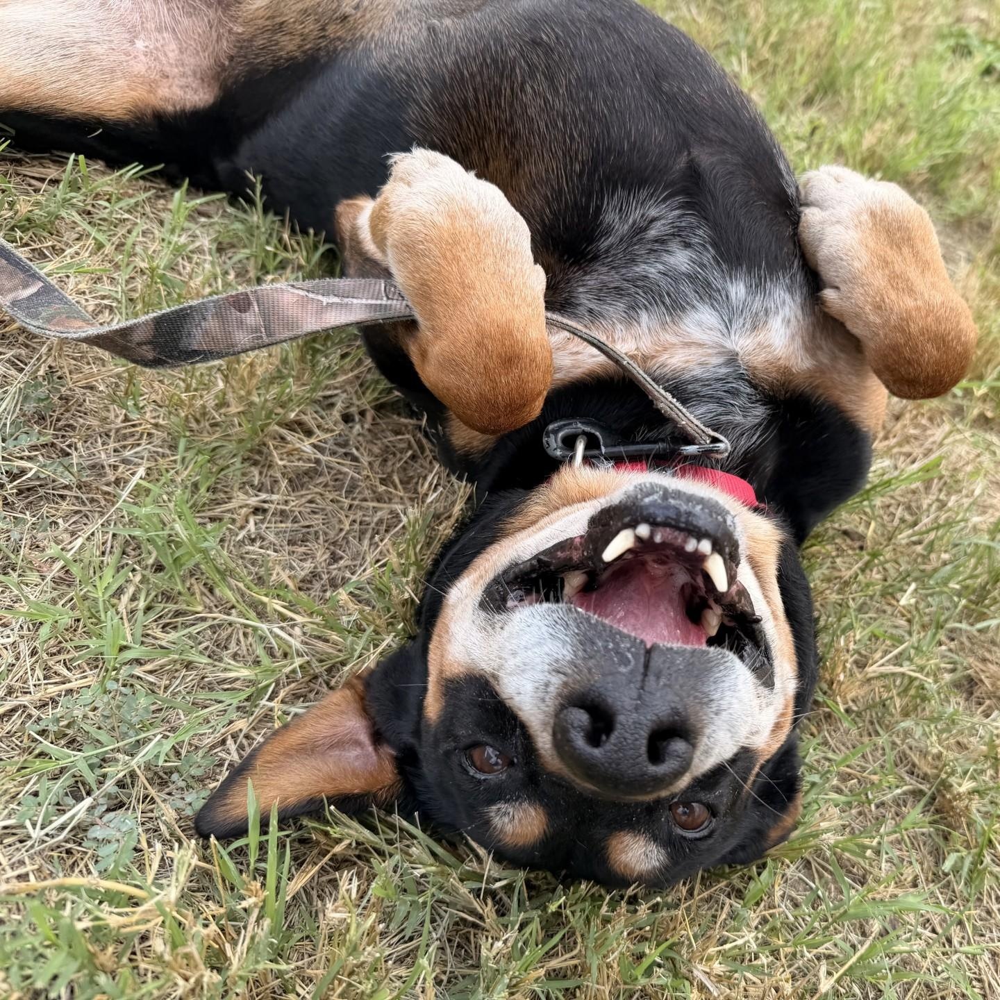 Q.T., Adoptable, Senior Male Rottweiler.