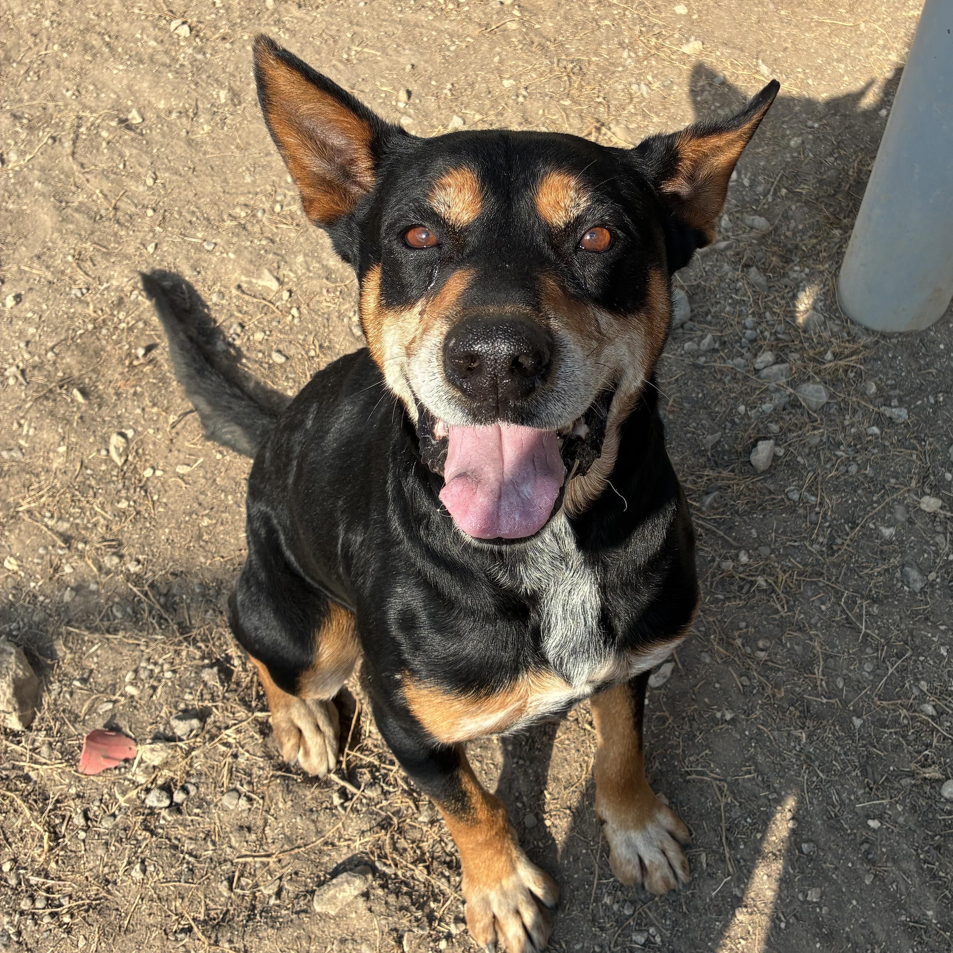 Enlarge Q.T., a ADOPTABLE mixed breed in Converse, TX image 2/5