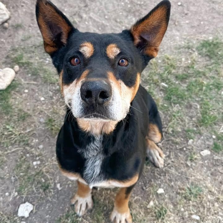 Enlarge Q.T., a ADOPTABLE mixed breed in Converse, TX image 1/2