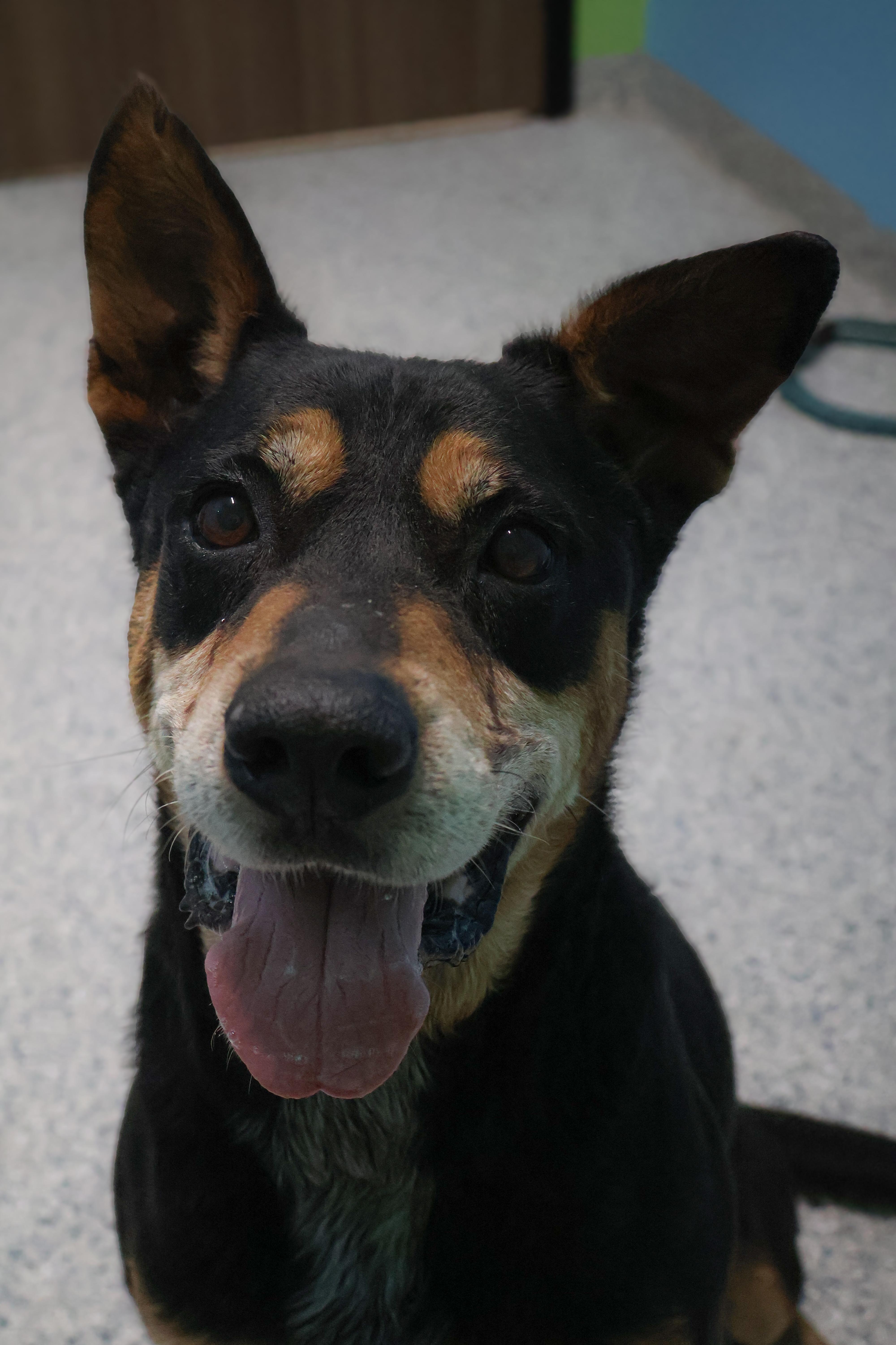 Enlarge Q.T., a ADOPTABLE mixed breed in Converse, TX image 3/5