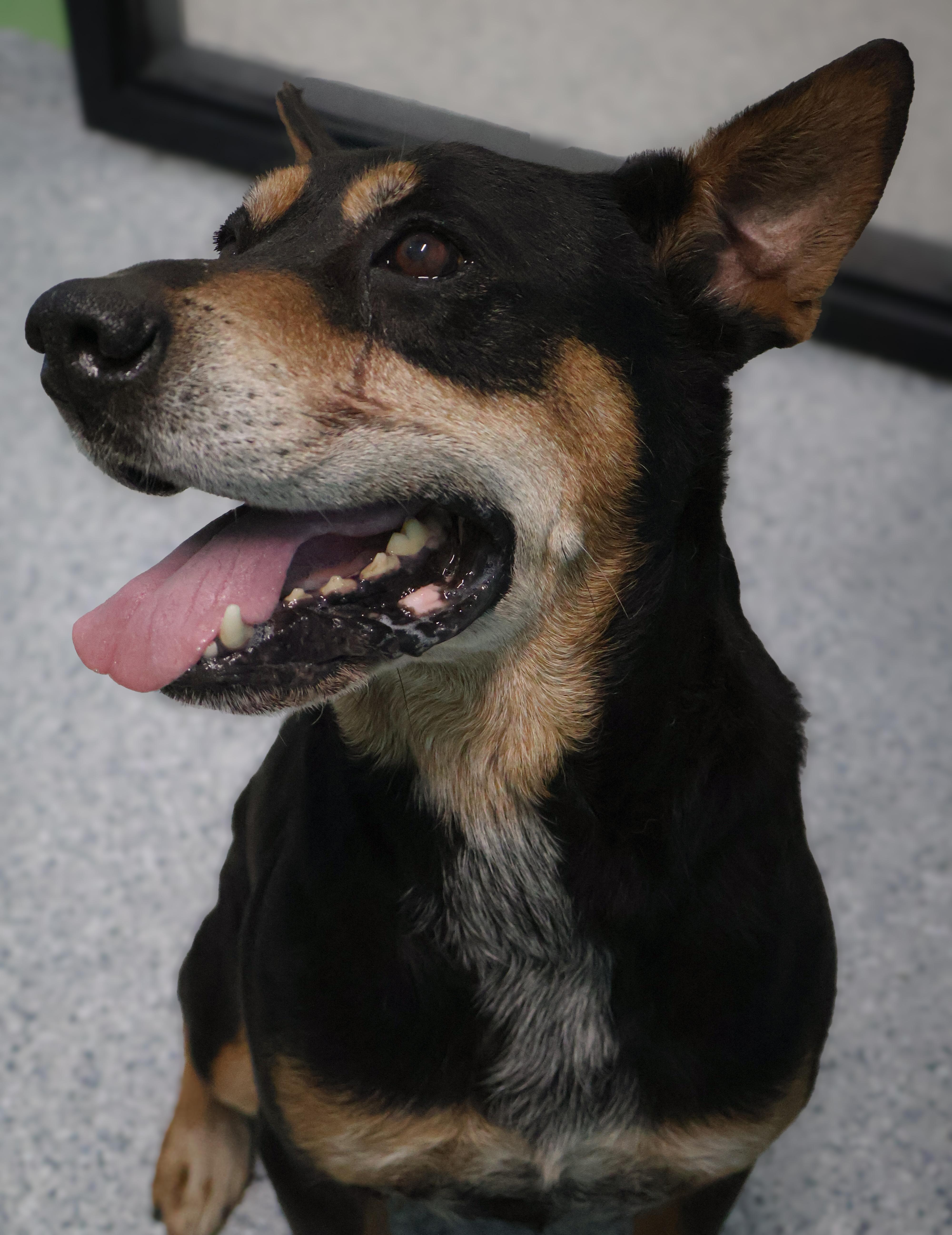 Enlarge Q.T., a ADOPTABLE mixed breed in Converse, TX image 4/5