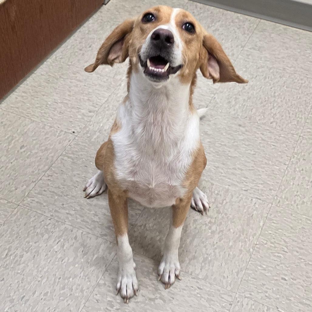 Chesapeake, Adoptable, Adult Female Hound & Mixed Breed.