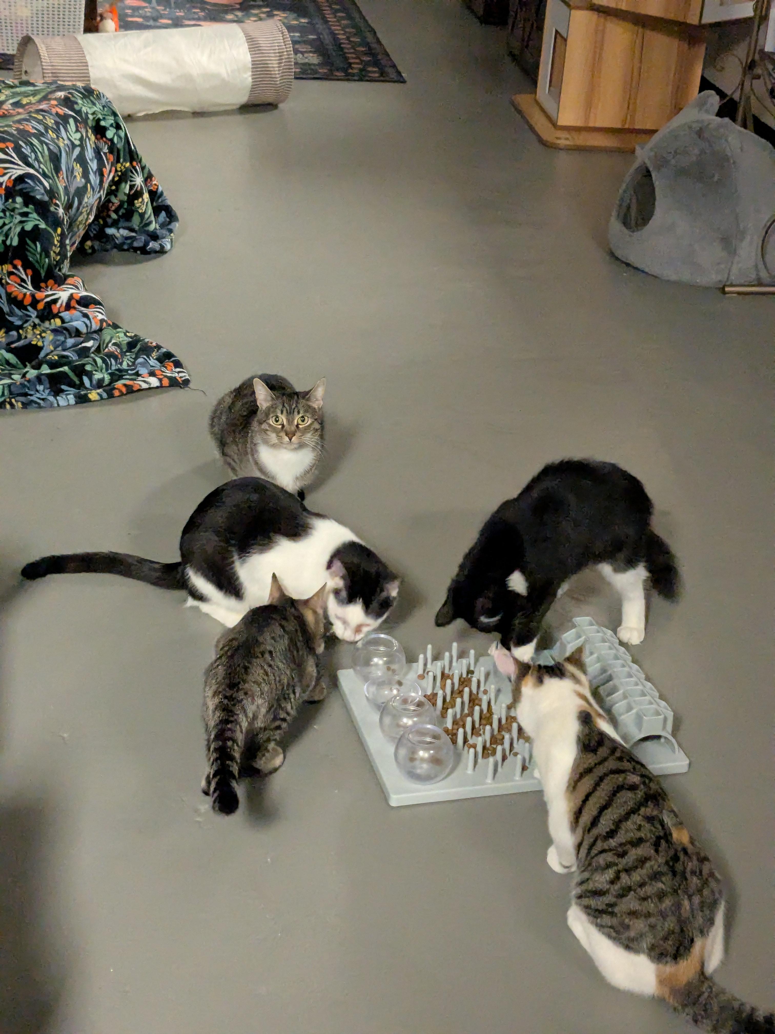 Tobias, Adoptable, Young Male Domestic Short Hair.