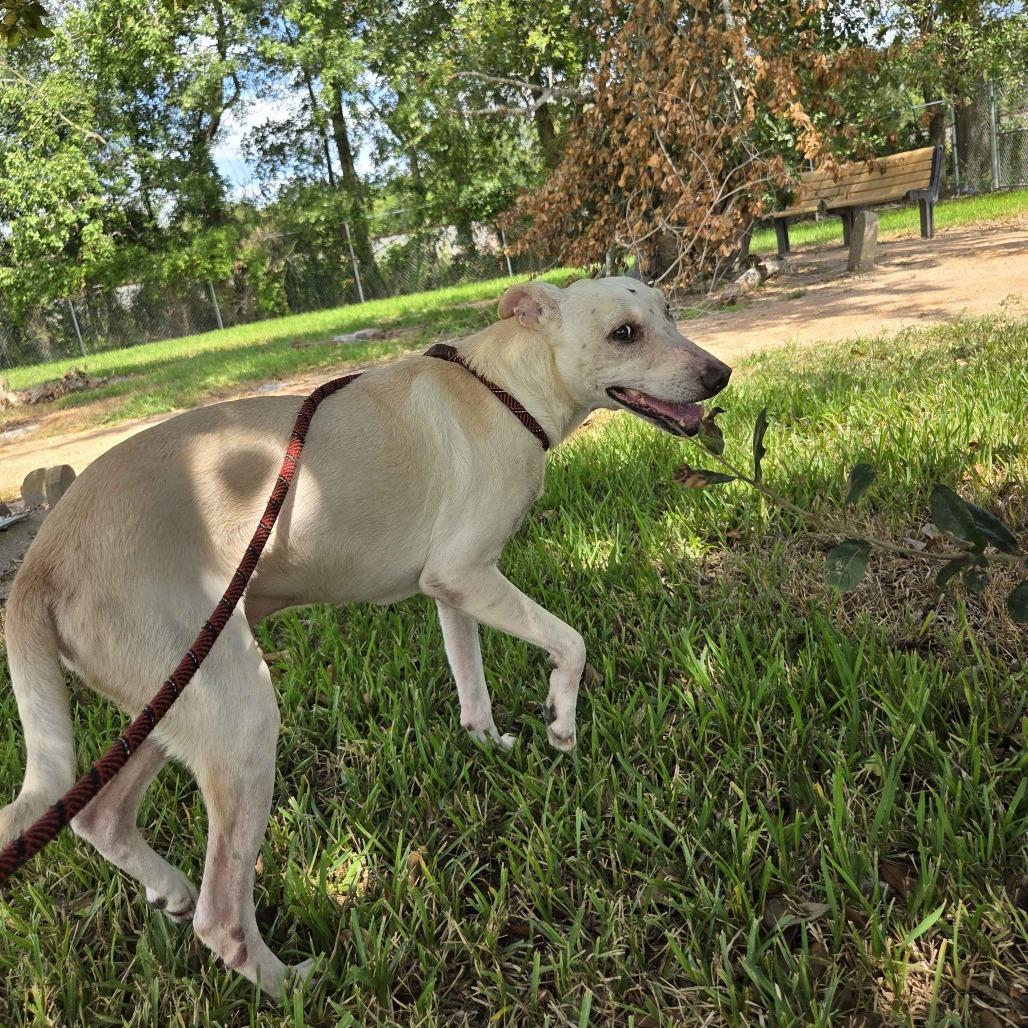Enlarge Sweet Boy, a Adoptable mixed breed in Beaumont, TX image 1/3