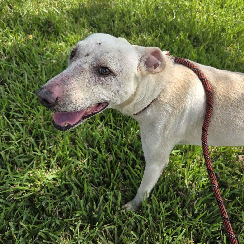 Enlarge Sweet Boy, a Adoptable mixed breed in Beaumont, TX image 2/3