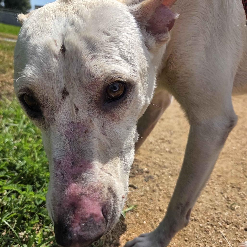 Enlarge Sweet Boy, a Adoptable mixed breed in Beaumont, TX image 3/3