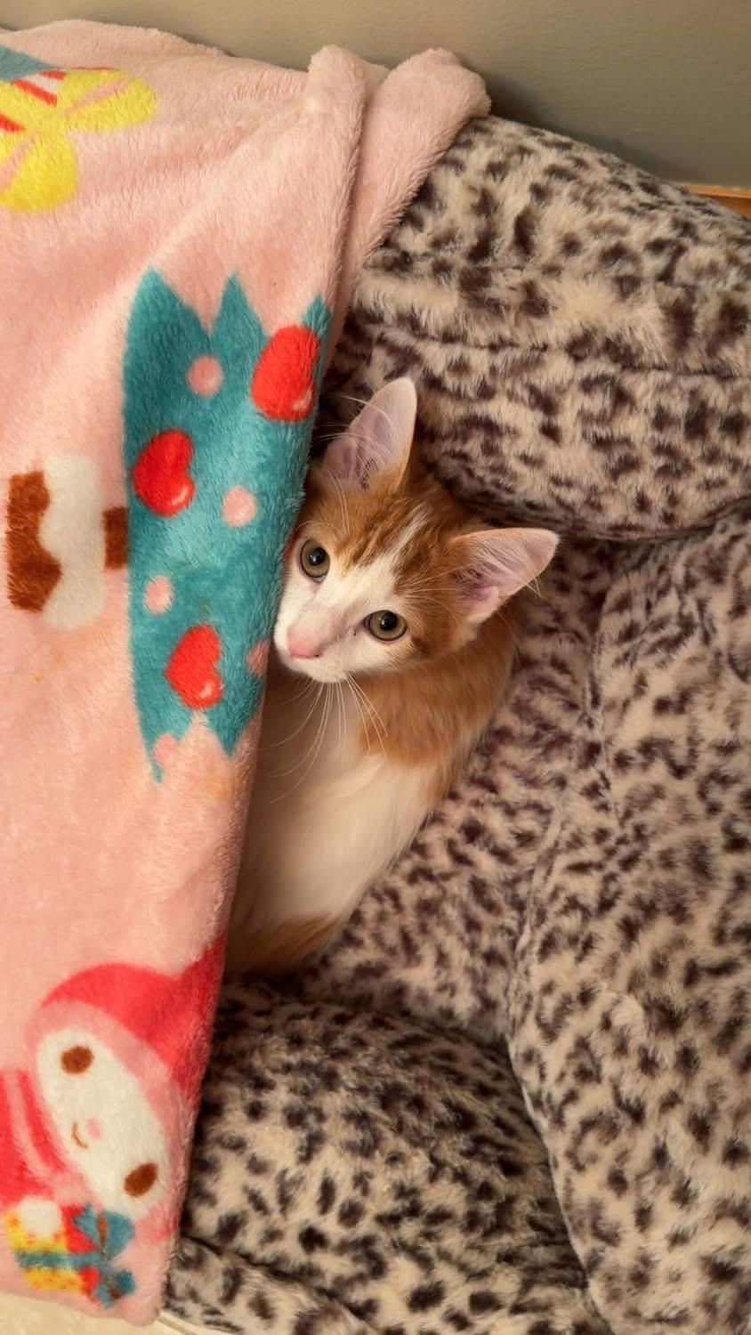 Milony Macaroni, ADOPTABLE, Kitten Male Domestic Medium Hair.