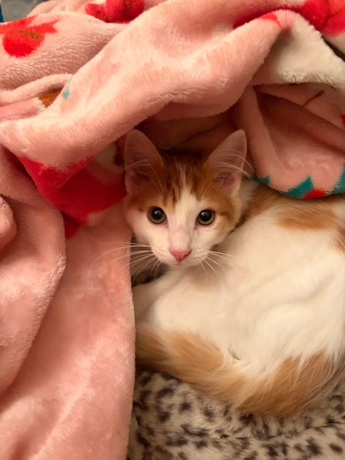 Enlarge Milony Macaroni, a ADOPTABLE Domestic Medium Hair in Columbia, MO image 2/2