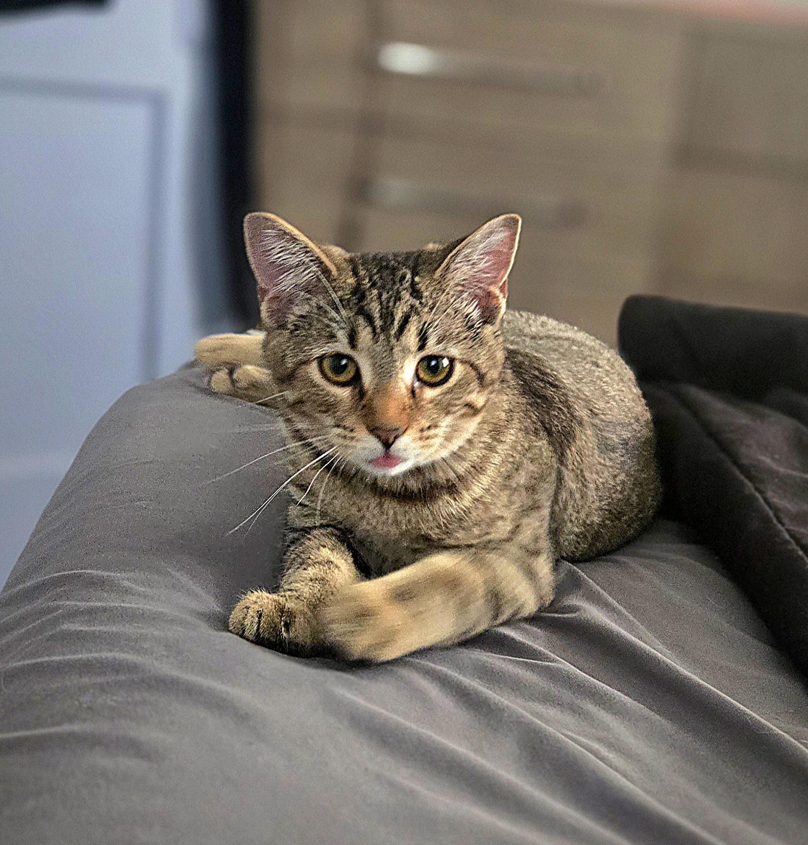 Chai, Adoptable, Young Female Domestic Short Hair.