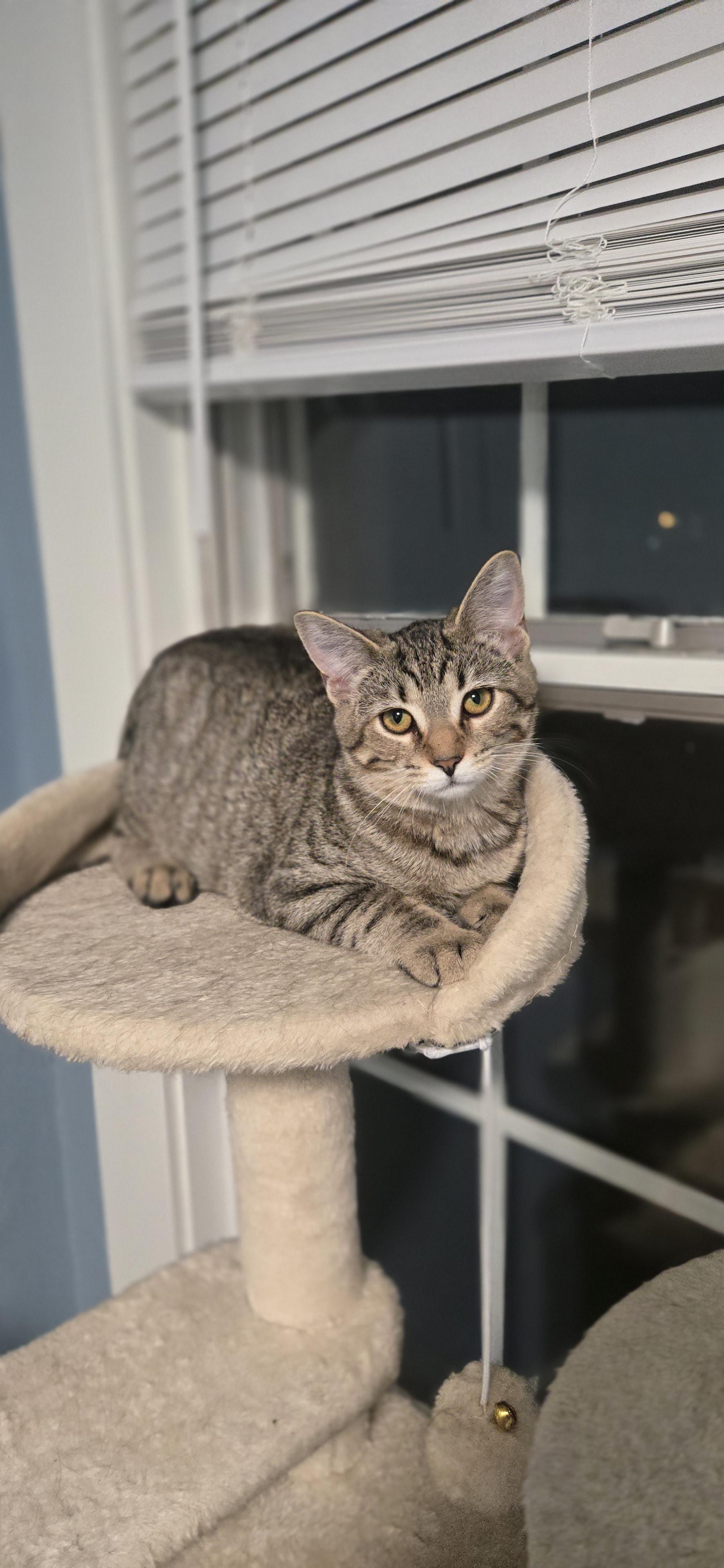 Chai, a Adoptable Domestic Short Hair in Bethel Park, PA image 2/6