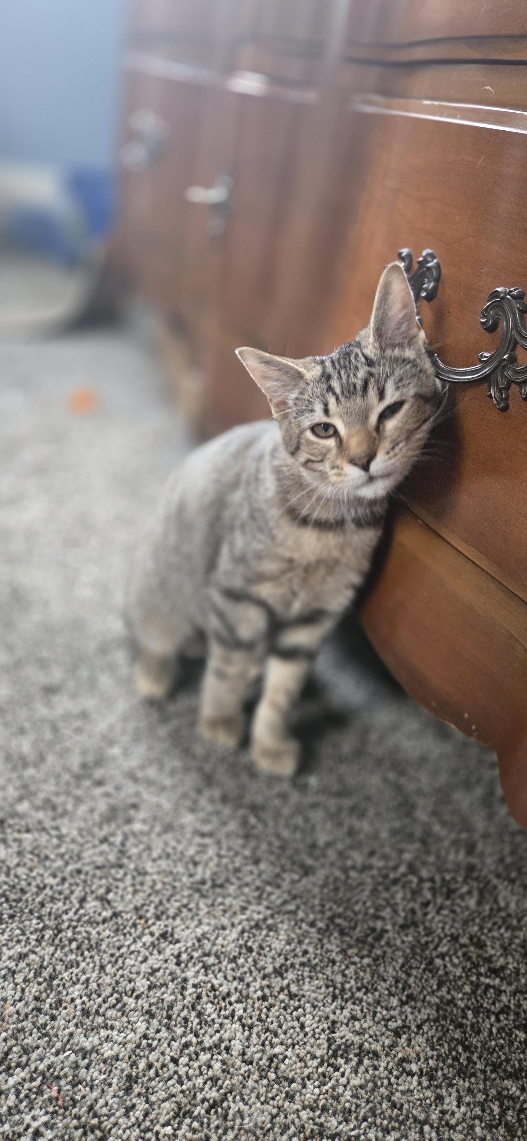 Chai, a Adoptable Domestic Short Hair in Bethel Park, PA image 3/6